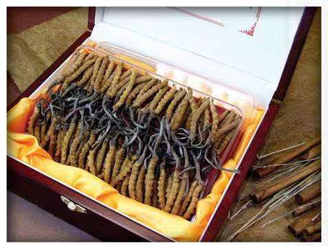 普兰店冬虫夏草回收